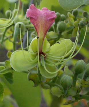 Afzelia xylocarpa (10)