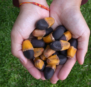 Afzelia xylocarpa (12)