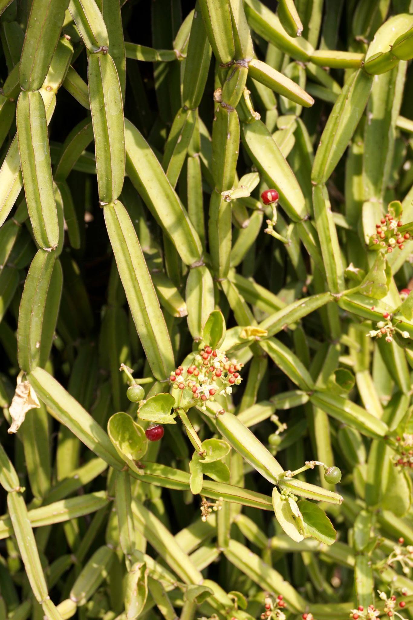 Cissus quadrangularis plants in nature garden