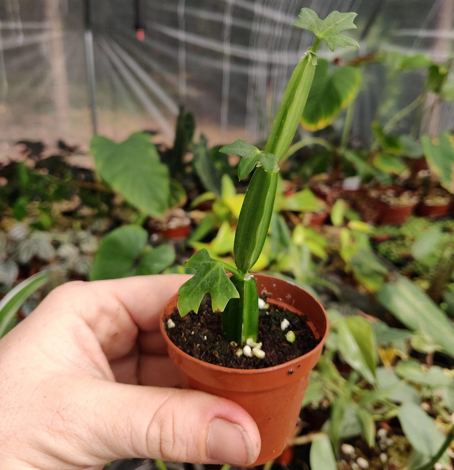 Cissus quadrangularis (2)