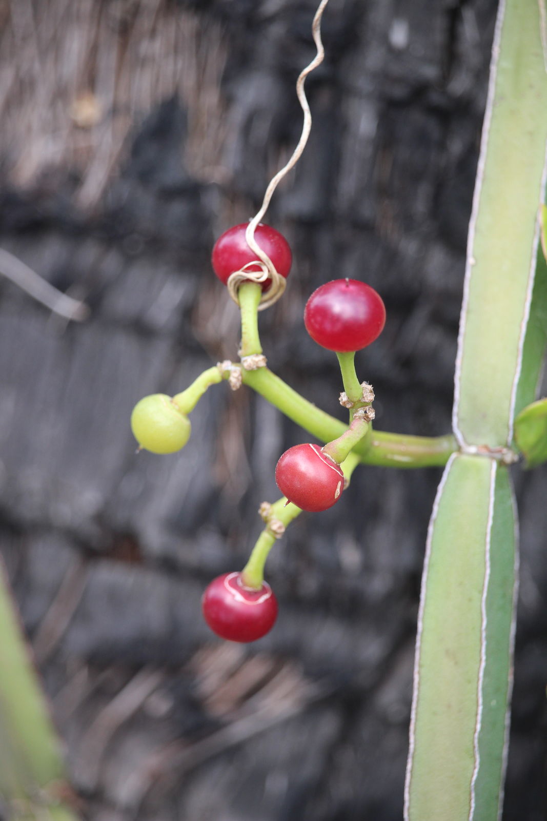 Cissus quadrangularis (3)
