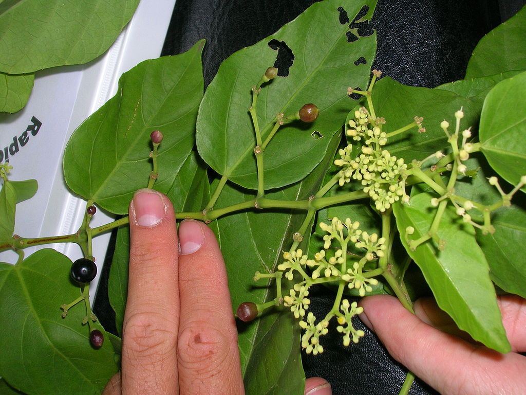 Cissus verticillata (3)