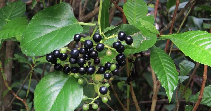 Cissus verticillata (5)