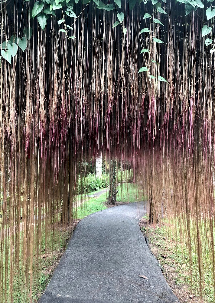 Cissus verticillata (9)