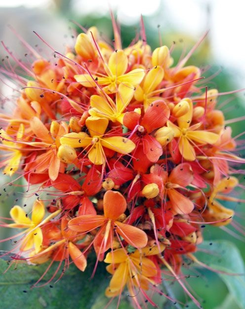 Saraca asoca (10)