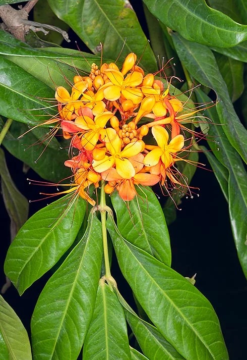 Saraca asoca (5)