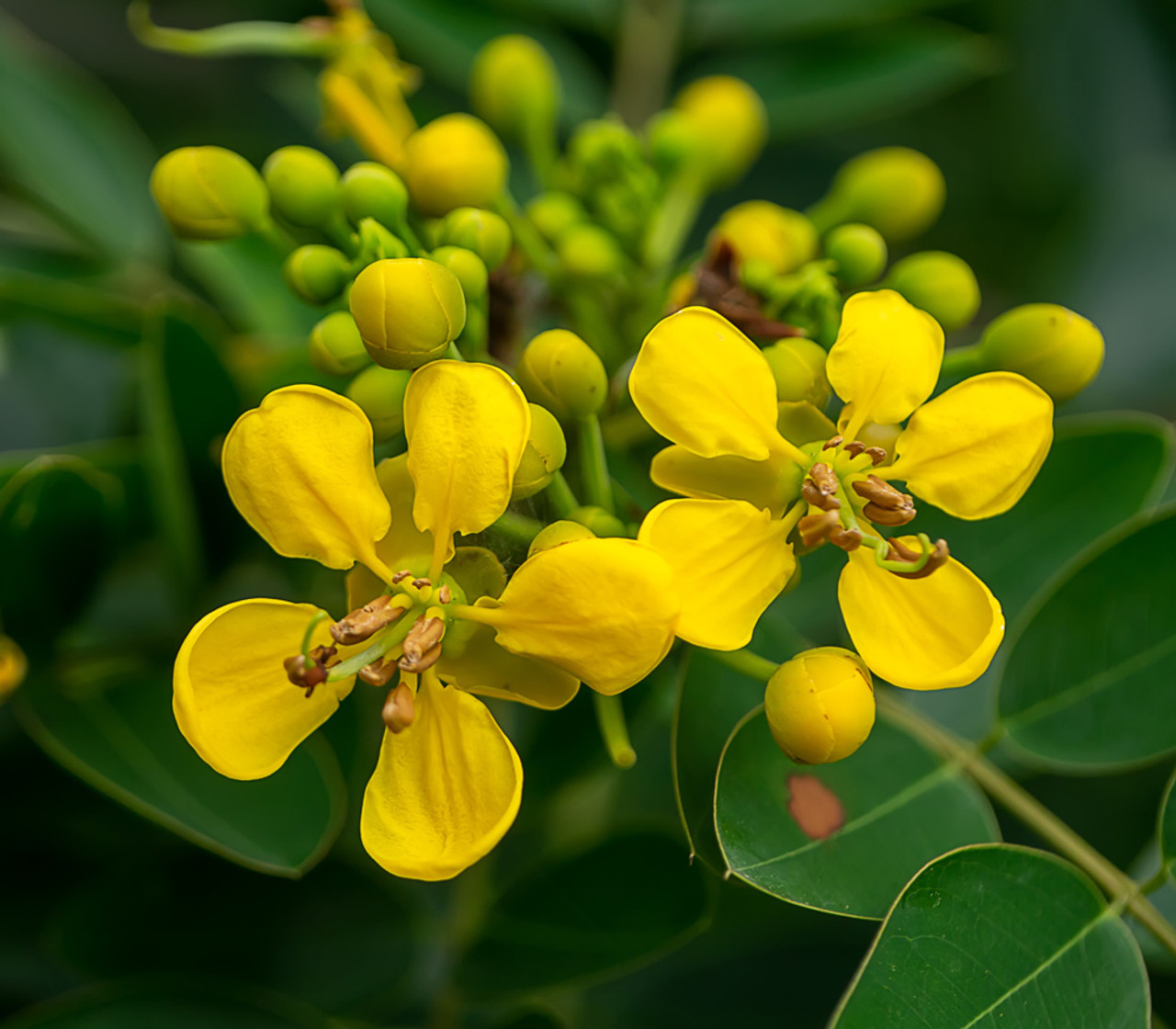 Senna siamea (2)