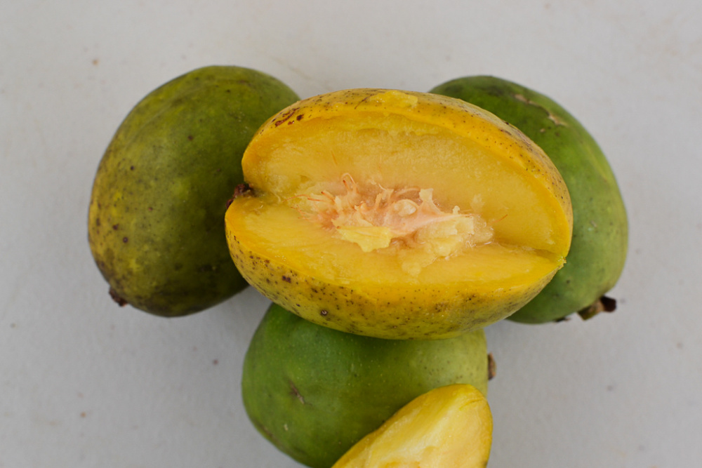 Spondias dulcis (ambarella) (3)