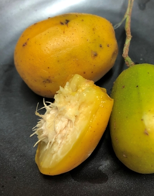 Spondias dulcis (ambarella) (6)