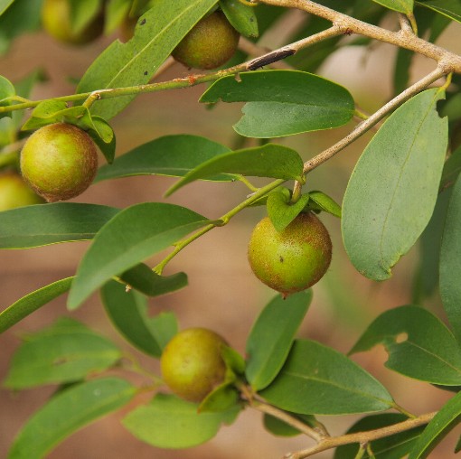 Diospyros gracilis (3)