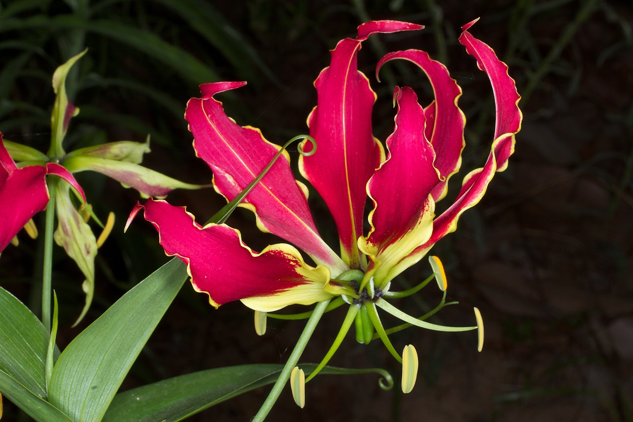 Gloriosa superba (3)