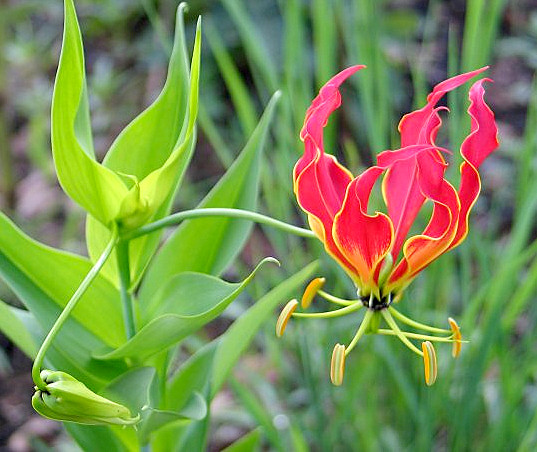 Gloriosa superba (4)