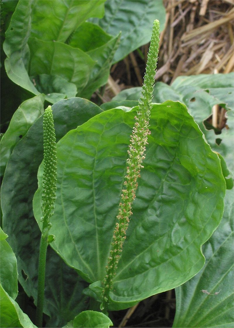 Plantago major (3)
