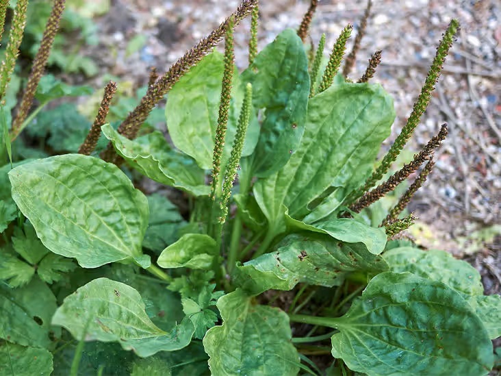 Plantago major (5)