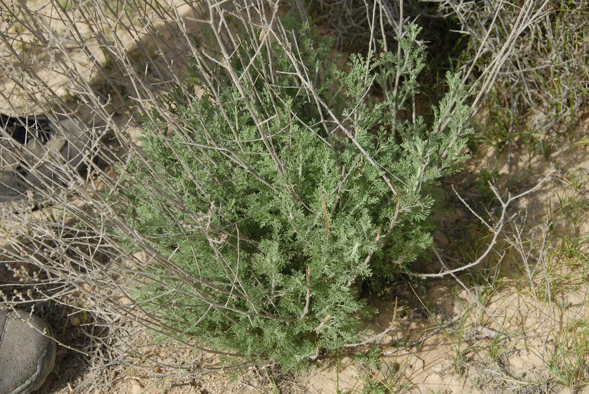 Artemisia sieberi (1)