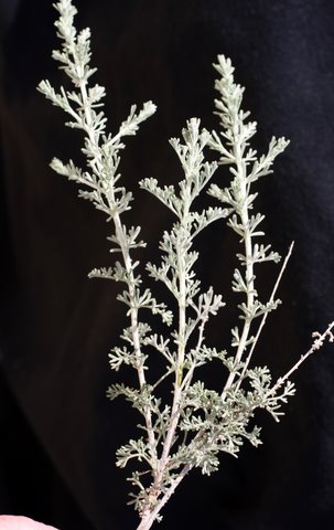 Artemisia sieberi (2)