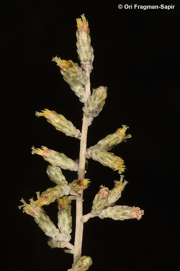 Artemisia sieberi (5)