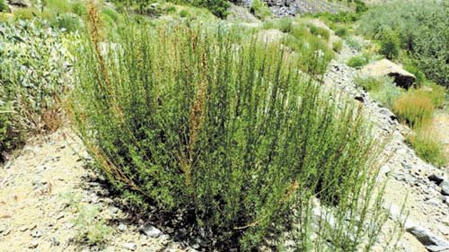 Artemisia sieberi (6)