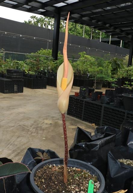 Amorphophallus atroviridis (1)
