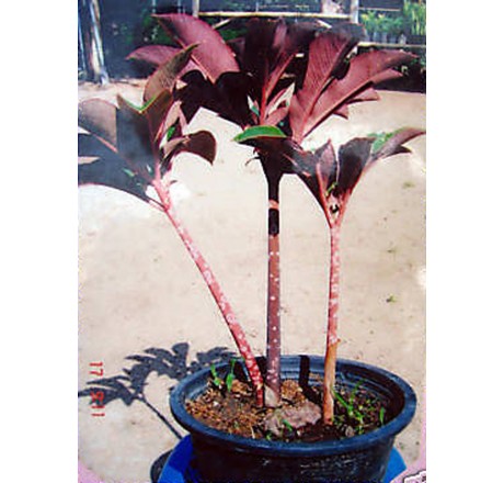 Amorphophallus atroviridis (10)