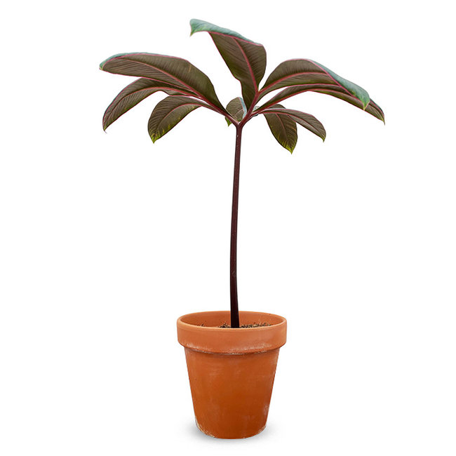 Amorphophallus atroviridis (11)