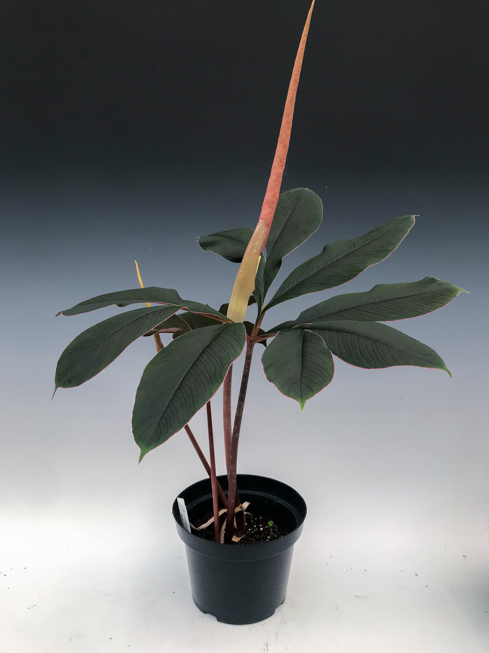 Amorphophallus atroviridis (2)