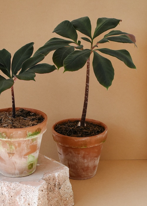 Amorphophallus atroviridis (4)