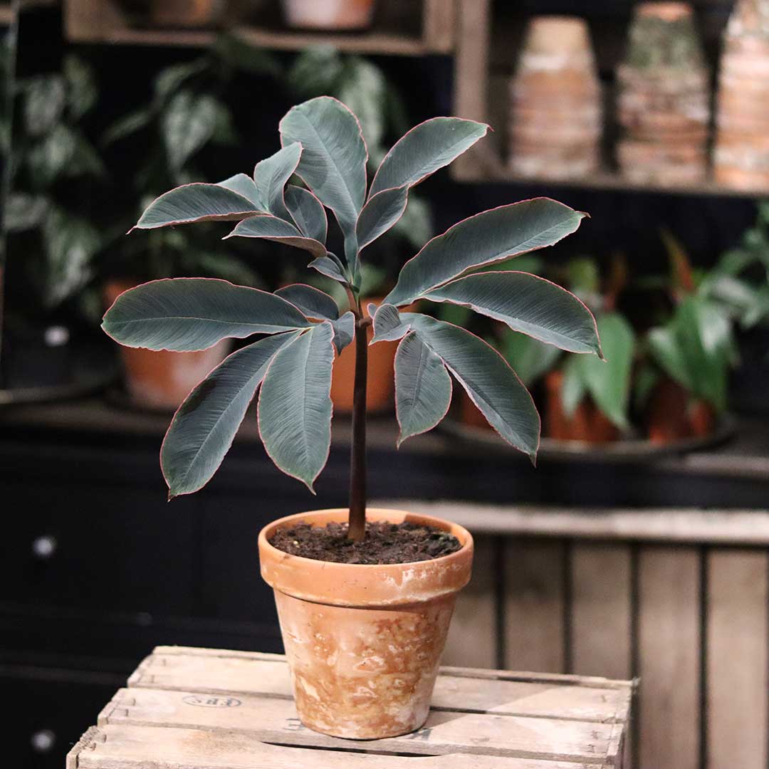 Amorphophallus atroviridis (5)