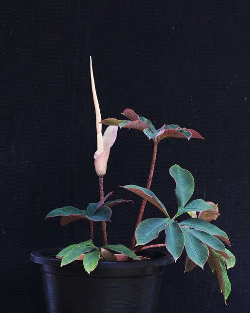 Amorphophallus atroviridis (6)