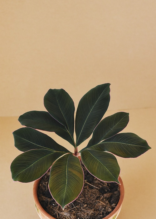 Amorphophallus atroviridis (7)