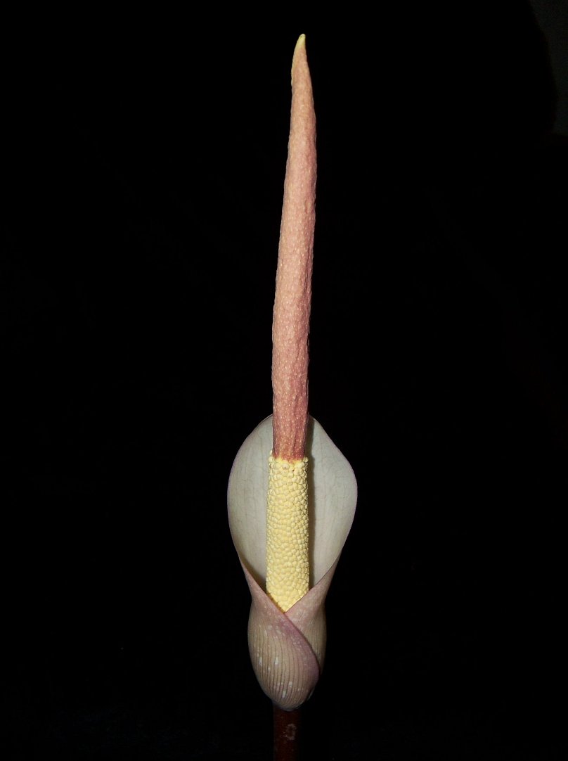 Amorphophallus atroviridis (8)