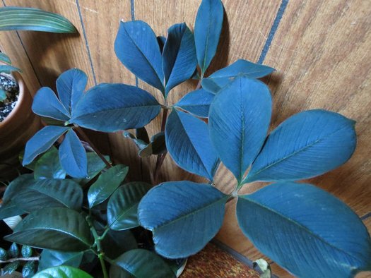 Amorphophallus atroviridis (9)