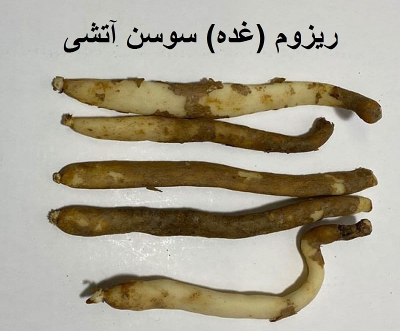 Gloriosa superba Rhizome