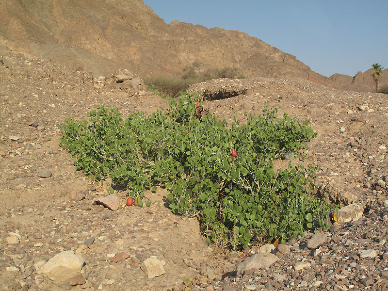 Capparis cartilaginea (1)