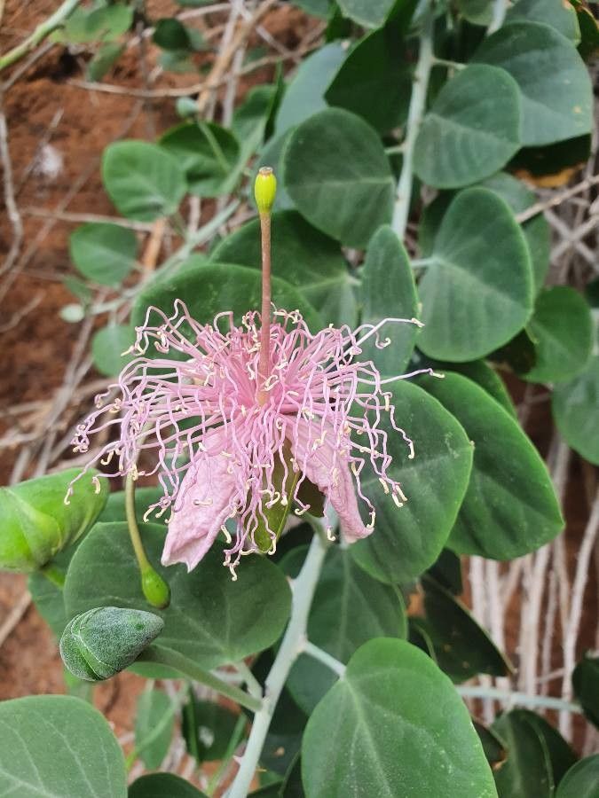 Capparis cartilaginea (3)