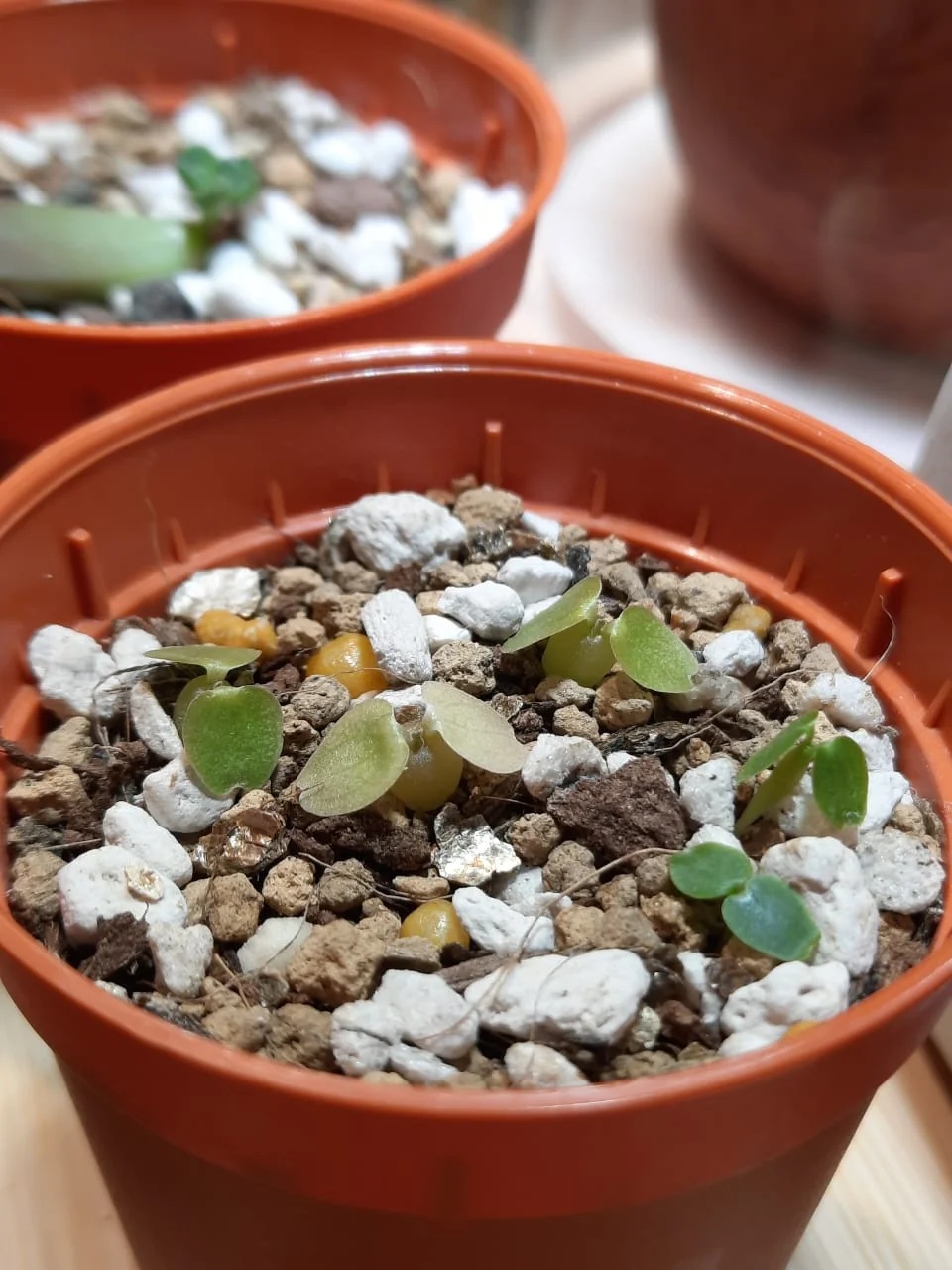 Dorstenia foetida (1)