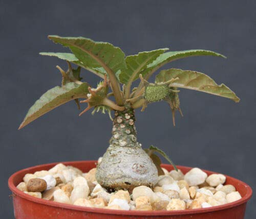 Dorstenia foetida (10)