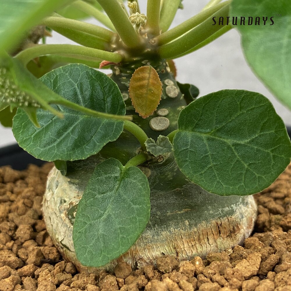 Dorstenia foetida (4)