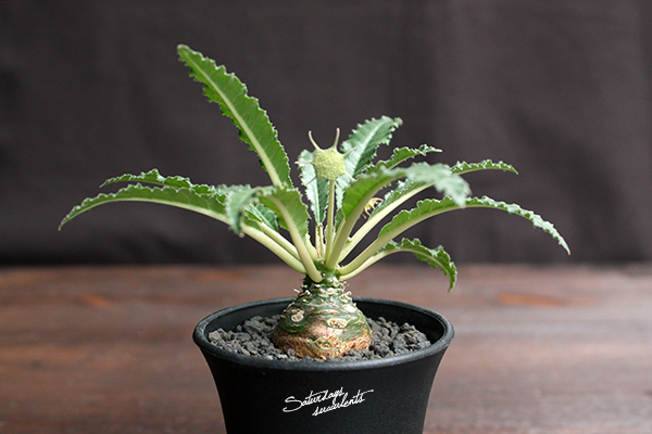 Dorstenia foetida (5)