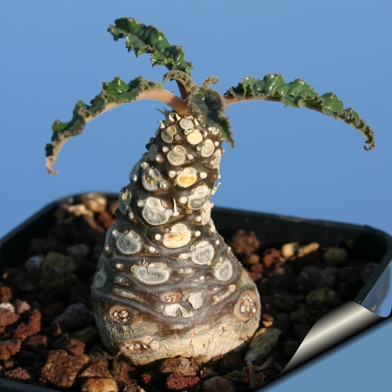 Dorstenia foetida (7)