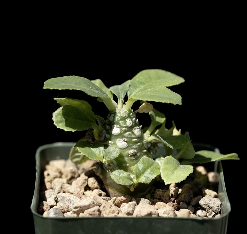 Dorstenia foetida (8)