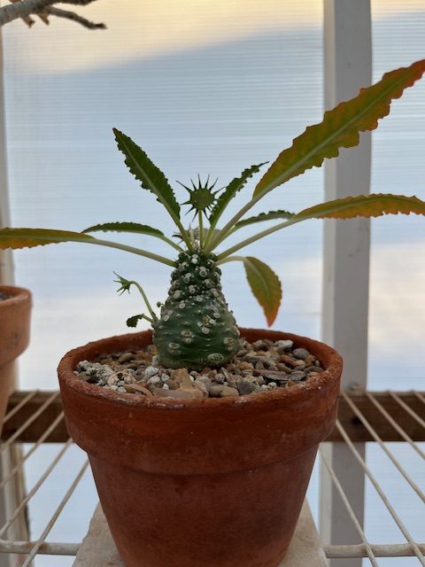 Dorstenia foetida (9)
