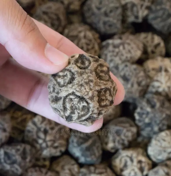 Dracontomelon dao 11