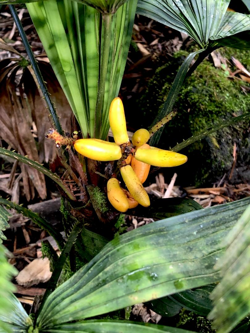 Licuala mattanensis mapu (1)