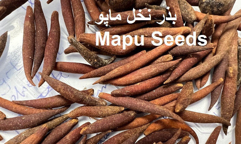 Licuala mattanensis mapu (44)