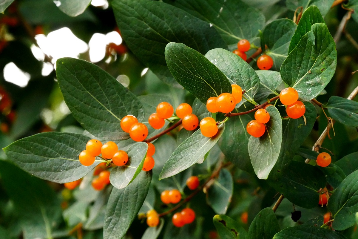 Lonicera tatarica (1)