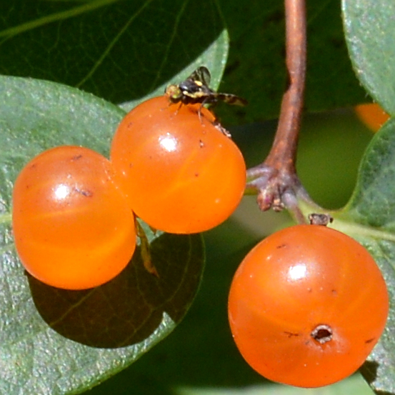 Lonicera tatarica (2)