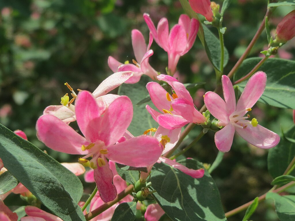 Lonicera tatarica (4)