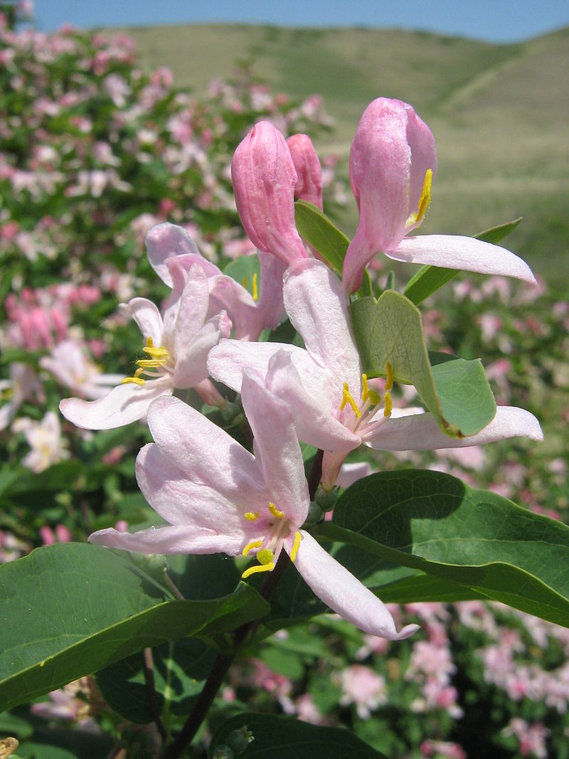 Lonicera tatarica (6)