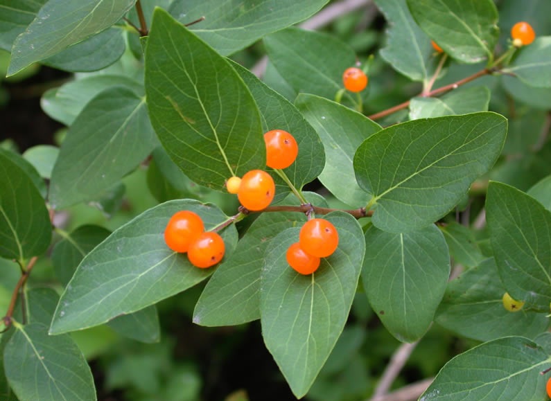Lonicera tatarica (7)